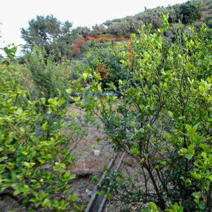 Terreno in vendita in contrada Mulino Vecchio S. Stefano Medio, Messina rif. 27992566